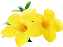 Alamanda
