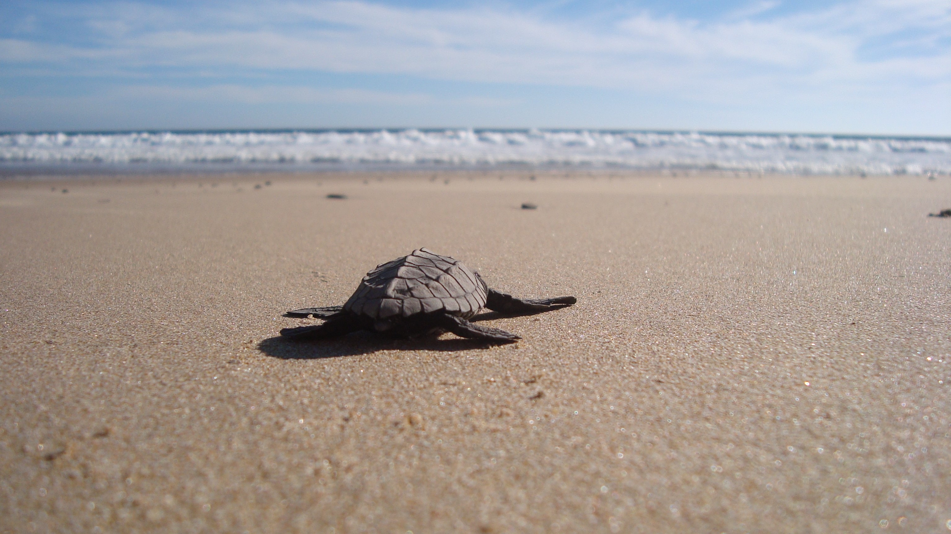 Turtle Release